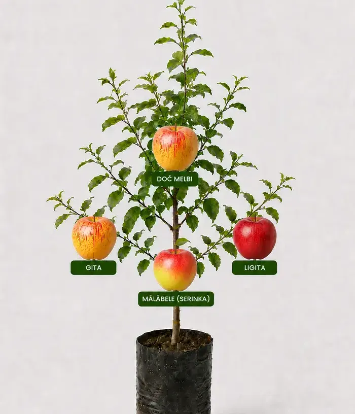 Family Apple Tree (Malus domestica) DOČ MELBI + GITA + MĀLĀBELE (SERINKA) + LIGITA 26/13 - Tutifruti, s.r.o.
