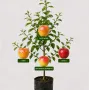 Rodinná multi-jabloň (Malus domestica) DOČ MELBI + GITA + MĀLĀBELE (SERINKA) + LIGITA 26/13