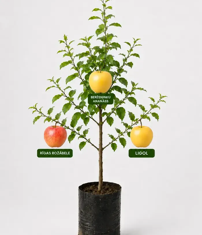 Rodinná multi-jabloň (Malus domestica) RĪGAS ROŽĀBELE + BERŽEŅINKU ANANASS + LIGOL 26/15 - Tutifruti, s.r.o.