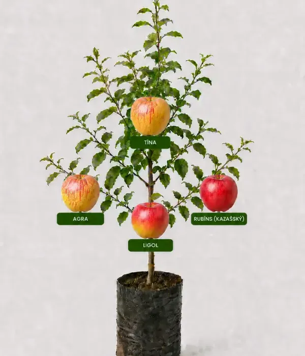 Family Apple Tree (Malus domestica) AGRA + TĪNA + RUBĪNS + LIGOL 26/2