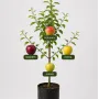 Rodinná multi-jabloň (Malus domestica) KORTA + ROBERTS + PERVINKA + AUKSIS 26/22