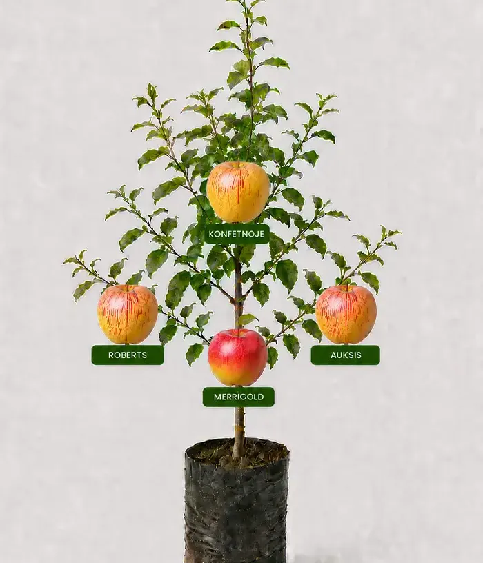 Family Apple Tree (Malus domestica)  KONFETNOJE + ROBERTS + AUKSIS + MERRIGOLD 26/25 - Tutifruti, s.r.o.
