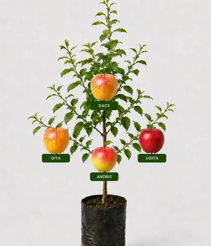 Rodinná multi-jabloň (Malus domestica) GITA + DACE + ANDRIS + LIGITA 26/26 - Tutifruti, s.r.o.