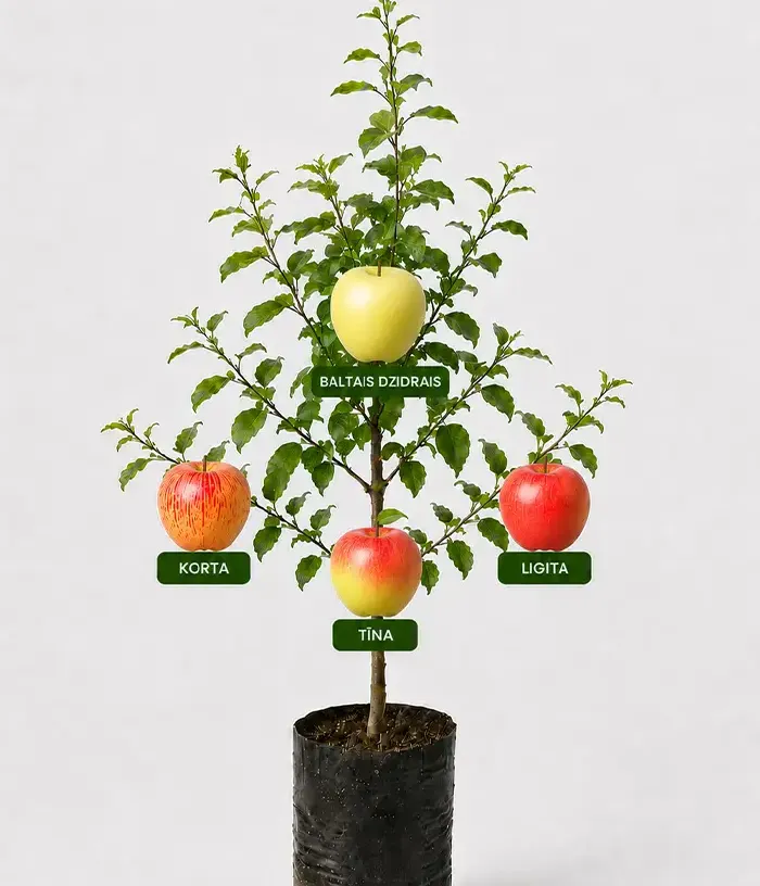 Familien-Apfelbaum (Malus domestica) KORTA + BALTAIS DZIDRAIS + TĪNA + LIGITA 26/27 - Tutifruti, s.r.o.