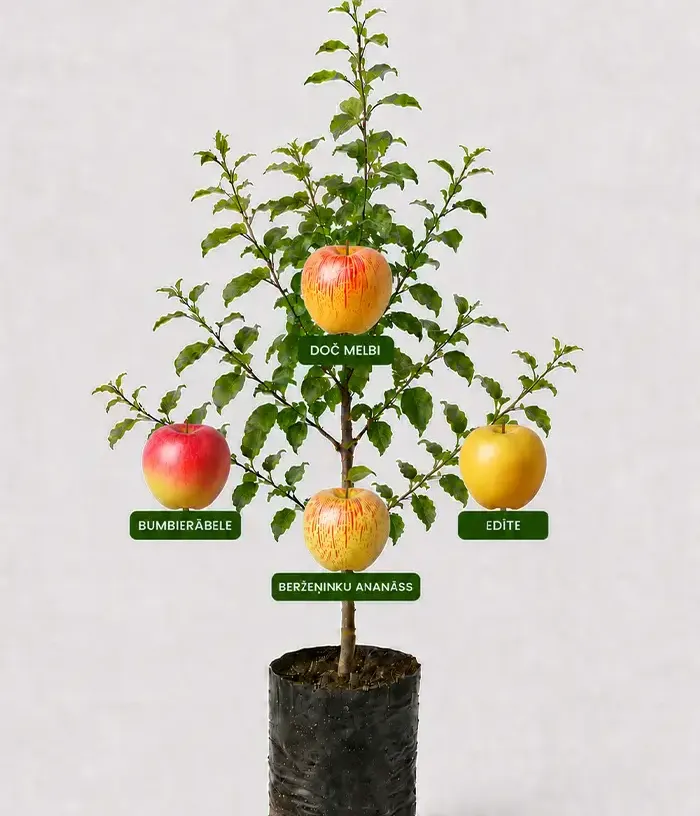 Rodinná multi-jabloň (Malus domestica) BUMBIERĀBELE + DOČ MELBI +BERŽEŅINKU ANANĀSS + EDĪTE 26/28 - Tutifruti, s.r.o.