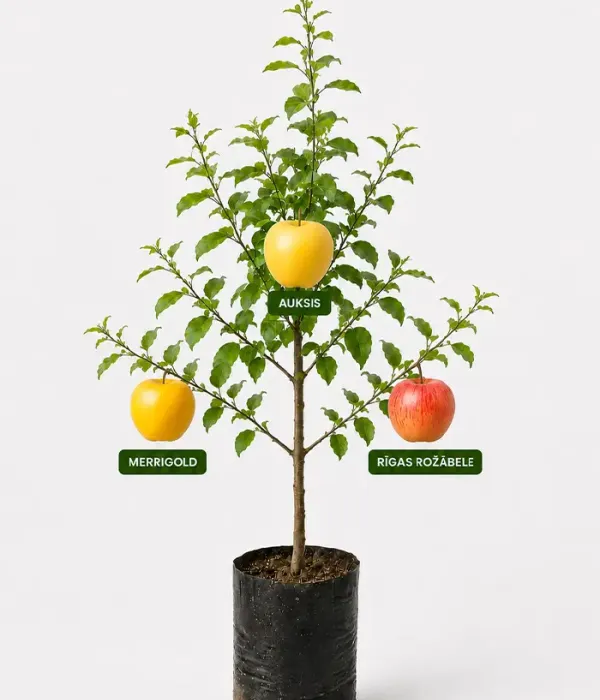 Familien-Apfelbaum (Malus domestica) MERRIGOLD + AUKSIS + RĪGAS ROŽĀBELE