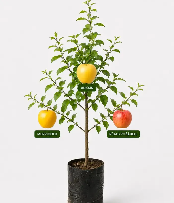 Familien-Apfelbaum (Malus domestica) MERRIGOLD + AUKSIS + RĪGAS ROŽĀBELE - Tutifruti, s.r.o.