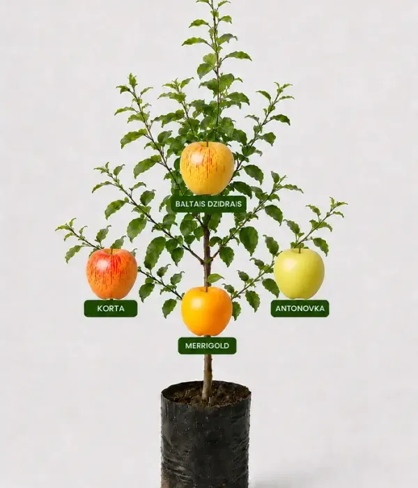 Family Apple Tree (Malus domestica) KORTA + BALTAIS DZIDRAIS + MERRIGOLD + ANTONOVKA 26/5