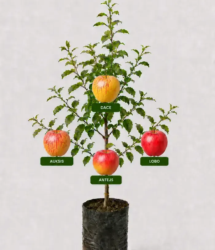 Family Apple Tree (Malus domestica) AUKSIS + DACE + LOBO + ANTEJS 26/7 - Tutifruti, s.r.o.