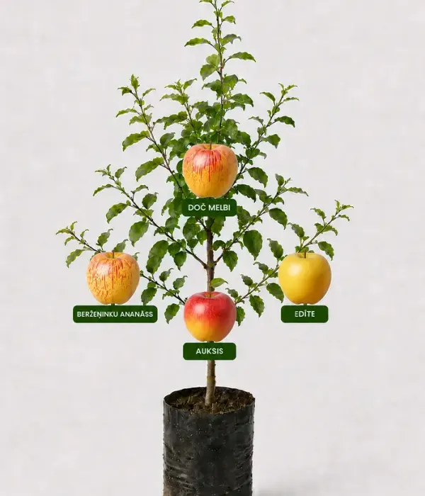 Family Apple Tree (Malus domestica) DOČ MELBI +BERŽEŅINKU ANANĀSS + AUKSIS + EDĪTE 26/9