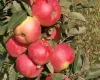 Apple trees to order