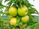 Säulenapfel (Malus ballerina) BOLERO - Tutifruti SK