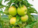 Säulenapfel (Malus x domestica) BOLERO - Tutifruti, s.r.o.