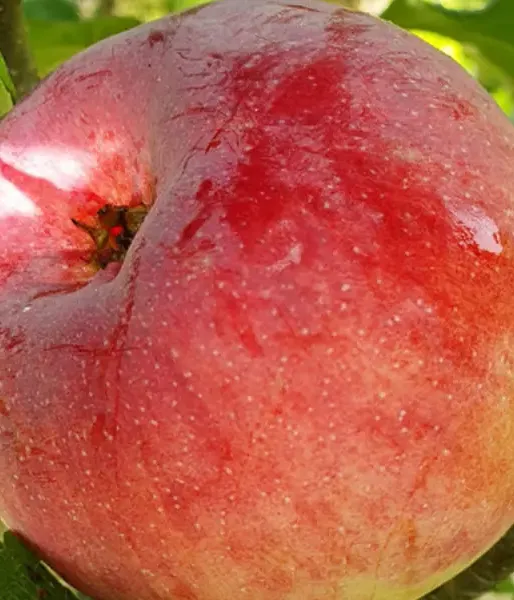 Apfelbaum (Malus domestica) CIEPA