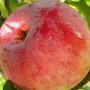 Jabloň (Malus domestica) CIEPA