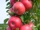 Säulenapfel (Malus ballerina) FLAMENCO - Tutifruti SK