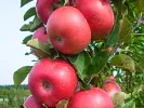 Säulenapfel (Malus x domestica) FLAMENCO - Tutifruti, s.r.o.
