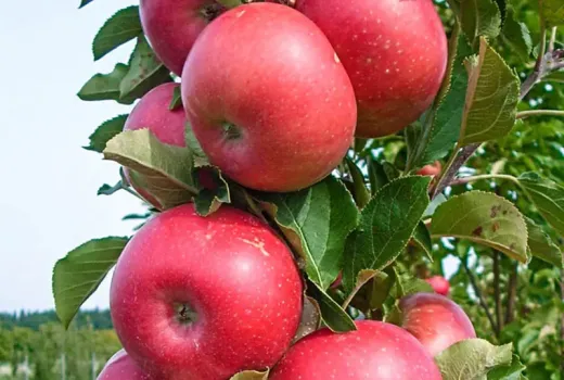 Antonovka, Baya Marisa, and other apple trees: Introducing resilience and taste (Part 1)