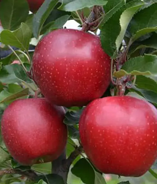 Apfel (Malus domestica) GALA SCHNIGA SCHNICO