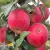 Apple trees