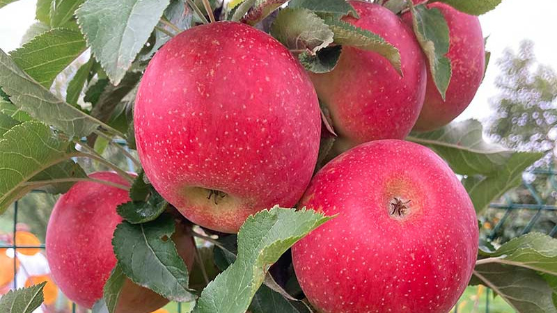 Widerstandsfähige Apfelbäume sind die Lösung gegen Wetterkapriolen, Frost und Krankheiten