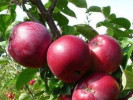 Säulenapfel (Malus domestica) MAYPOLE - Tutifruti SK