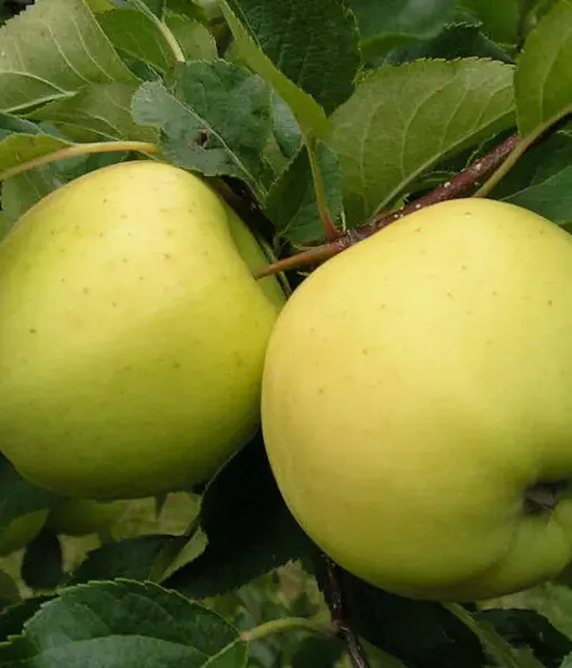 Apfel (Malus domestica) GELBOLIVE