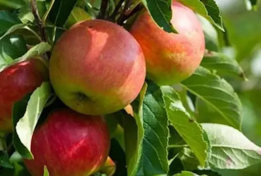Introducing four top apple varieties (Part 2) – Bolotovskoye, Chistotel, Hanfu, and Imrus