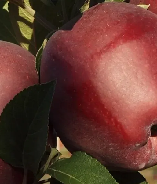 Apfel (Malus domestica) RED CAP