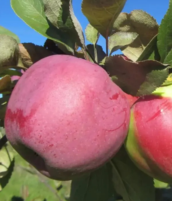 Apfelbaum (Malus domestica) TALVENAUDING