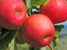 Apfelbaum (Malus domestica) VASARA - Tutifruti, s.r.o. (SK)