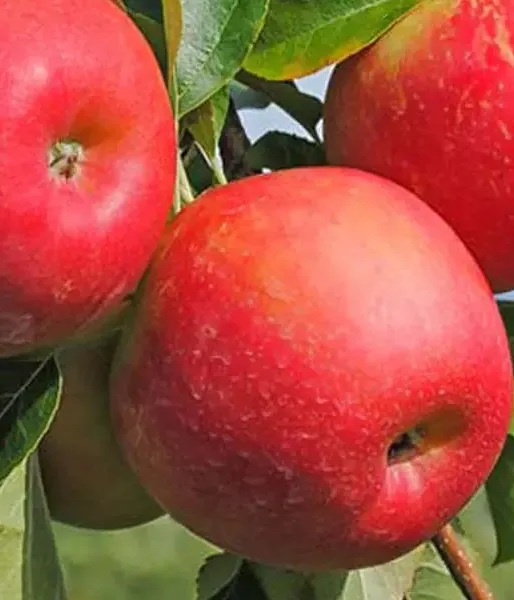 Apfelbaum (Malus domestica) VASARA