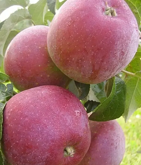 Apfelbaum (Malus domestica) ALESYA