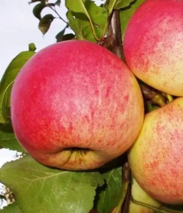 Jabloň (Malus domestica) AUKSIS