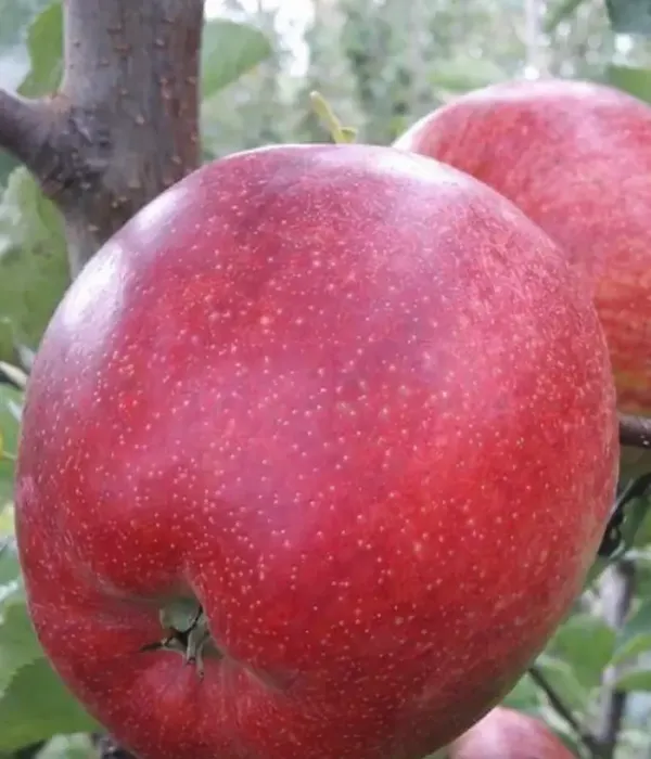 Apfel (Malus domestica) CIPRIAN