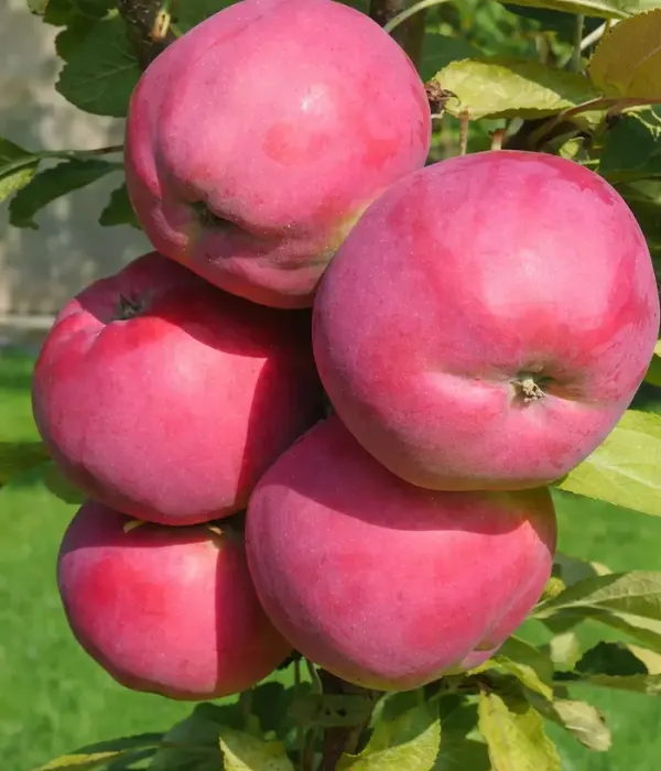 Columnar apple tree (Malus domestica) DEJAVU