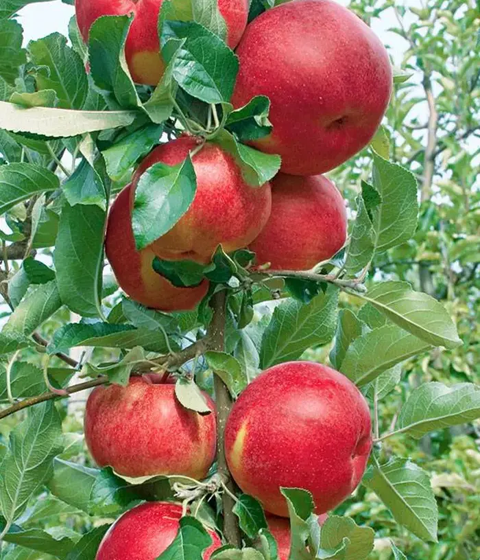 Jabloň (Malus domestica) DZHIN (stĺpová) - Tutifruti, s.r.o.