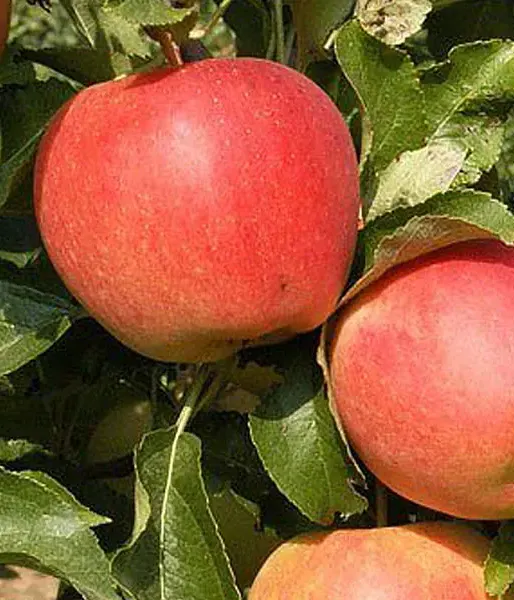 Apfel (Malus domestica) GALA