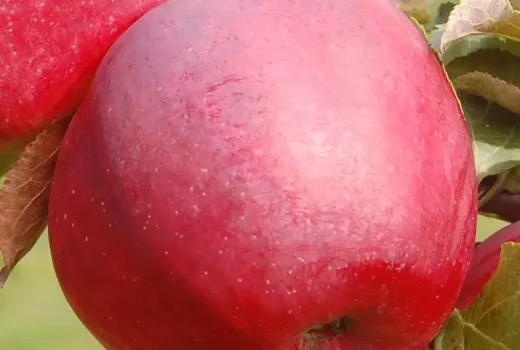 Analysis of resistant apple trees from Latvia: Dace, Edīte, Roberts, and Gita