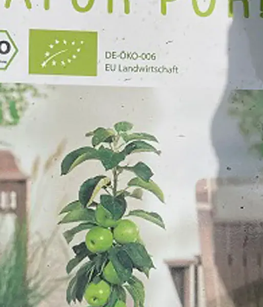  BIO Columnar apple tree AROMA SPUR GRUN
