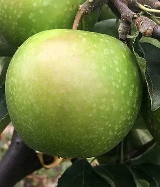  BIO Columnar apple tree AROMA SPUR GRUN