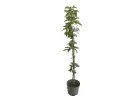 BIO Säulenapfelbaum AROMA SPUR GRUN - Tutifruti SK
