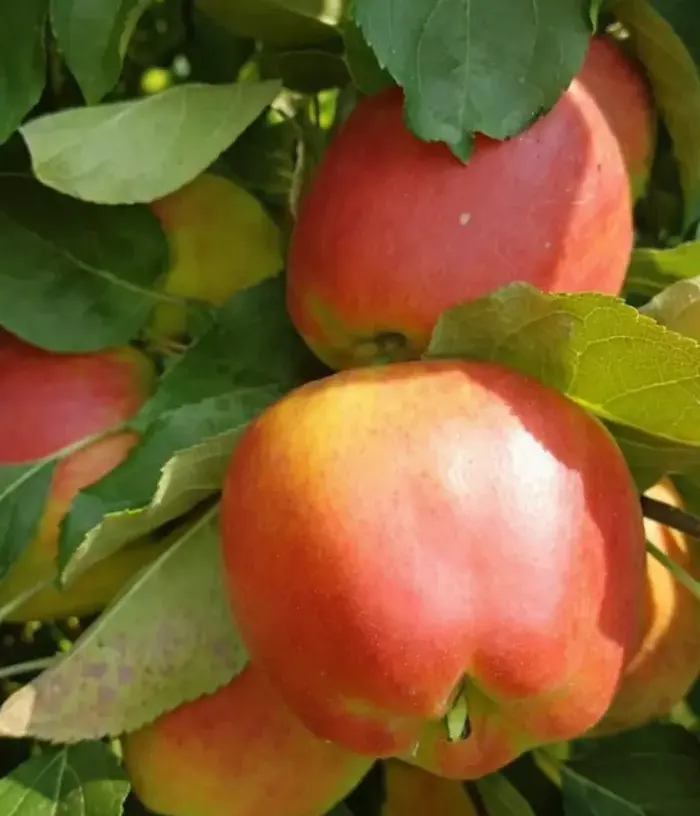 Apple (Malus domestica) INEDIT - Tutifruti, s.r.o.