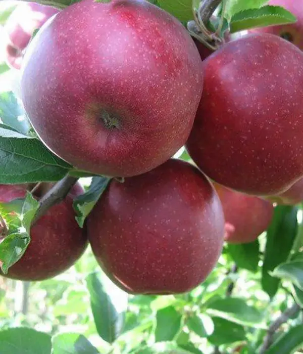 Apfel (Malus domestica) JONAPRINCE