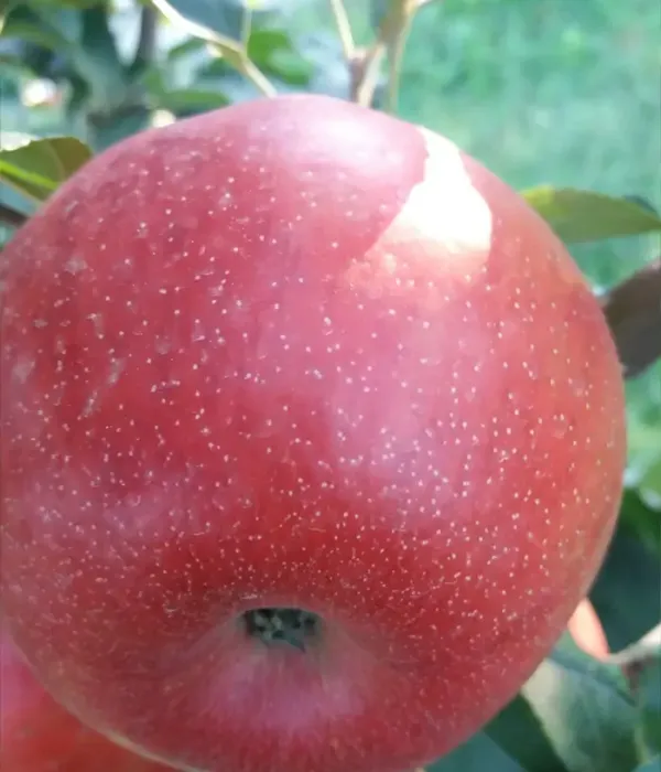 Apfel (Malus domestica) LUCA