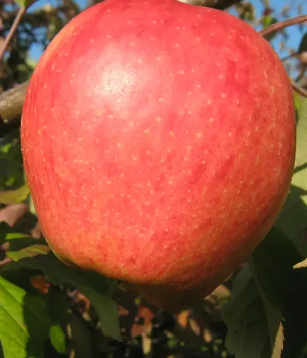 Apfelbaum (Malus domestica) INĀRA