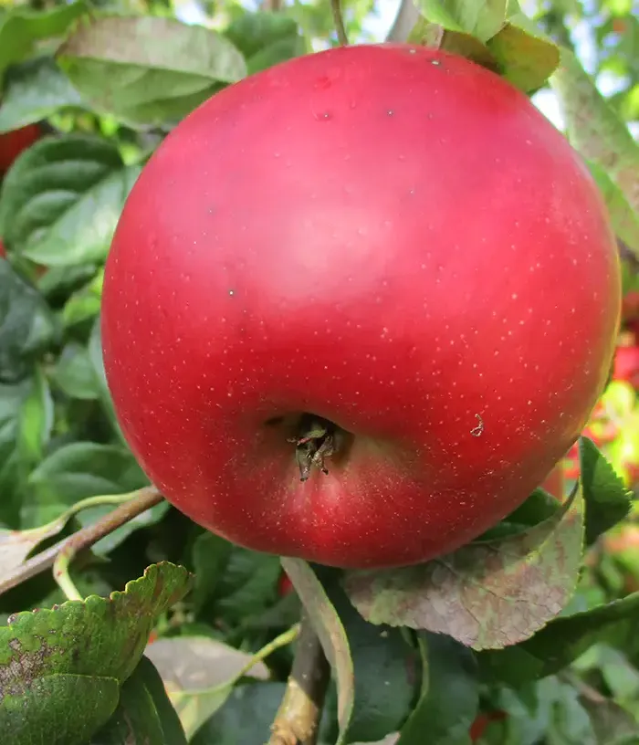 Apfelbaum (Malus domestica) INALINA