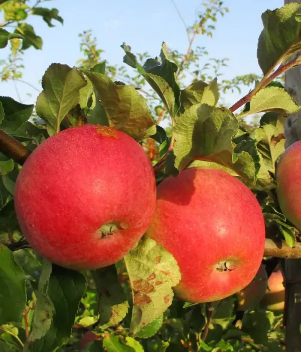 Apfelbaum (Malus domestica) SARMĪTE