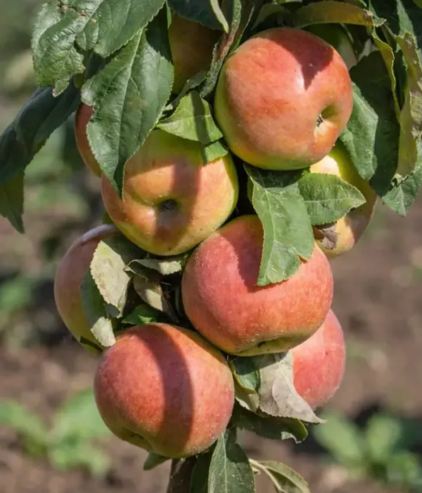 Säulenapfel (Malus domestica) MANGO
