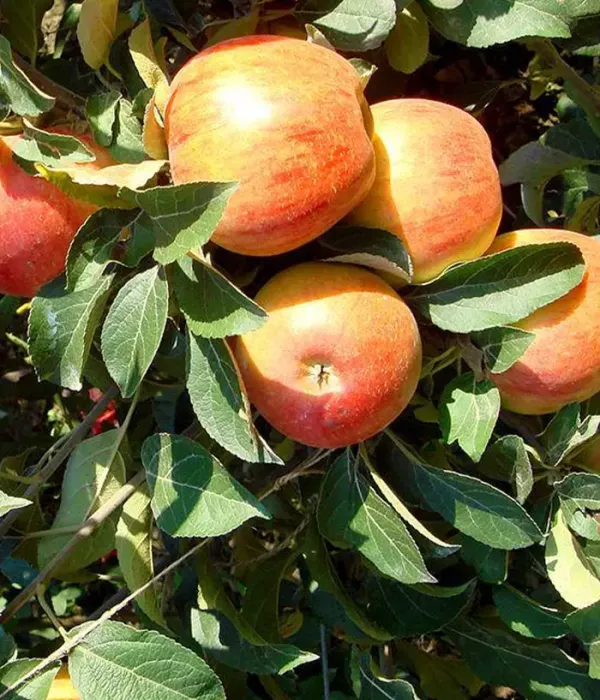 Apfel (Malus domestica) PIONIER
